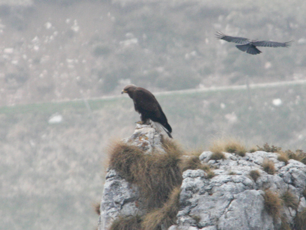 Mobbing all''Aquila